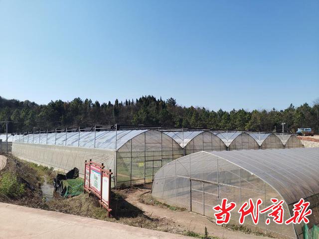 衡阳市雁峰区蔬菜基地复工辣椒茄子开始栽苗