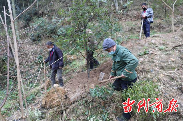 南岳:春风送暖造林忙,防疫生产双促进