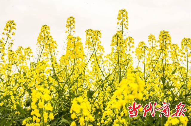衡阳：蒸湘春晓 | 春回大地 流金溢彩