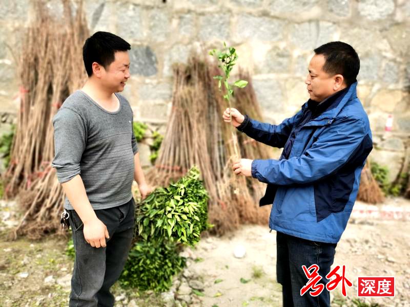 南岳:发放“绿色福利” 助力林农增收
