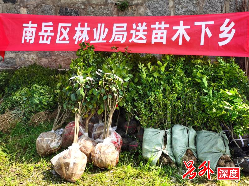 南岳:发放“绿色福利” 助力林农增收