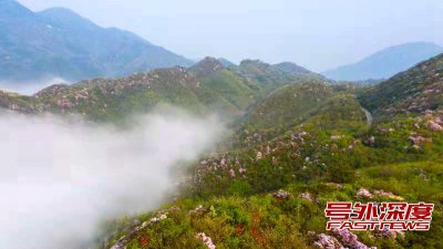 南岳：云雾中那漫山遍野的杜鹃红