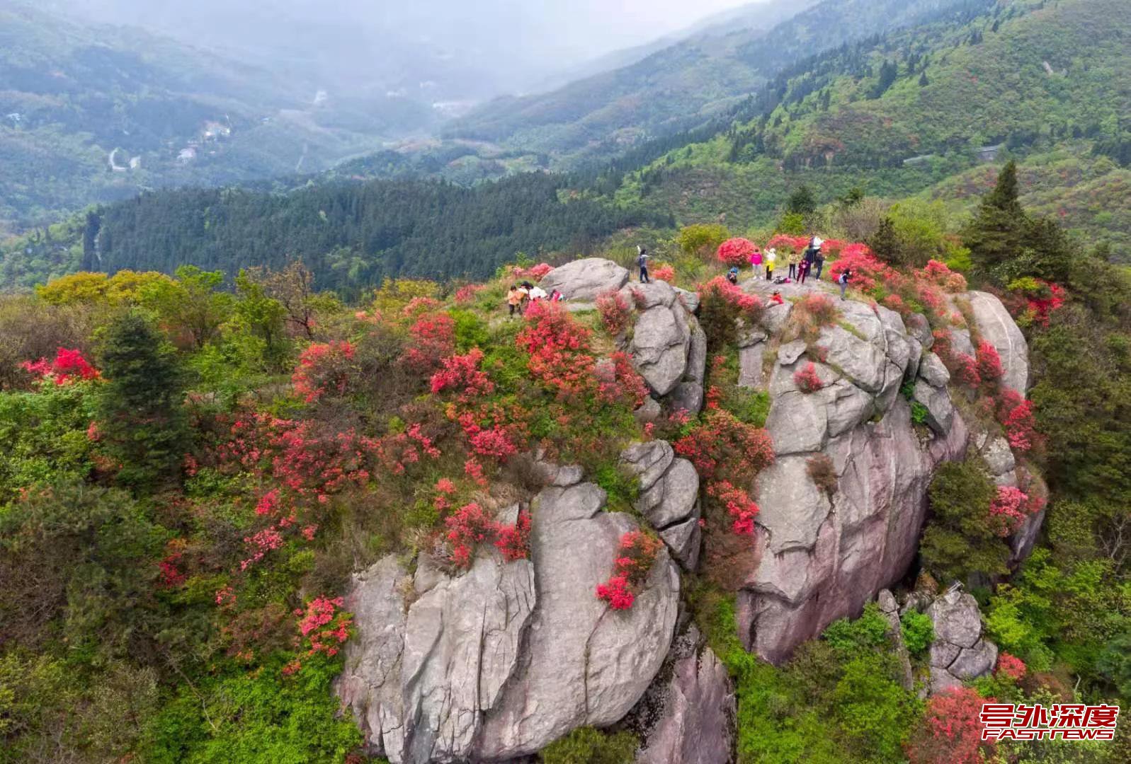南岳衡山景区:五彩杜鹃惹人爱