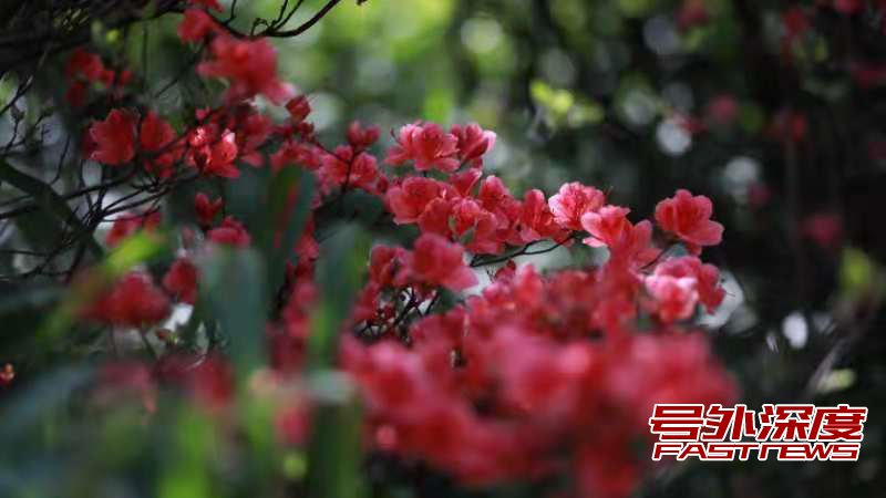 南岳:杜鹃红似火 美景入画来