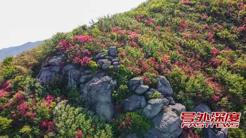 南岳:杜鹃红似火 美景入画来
